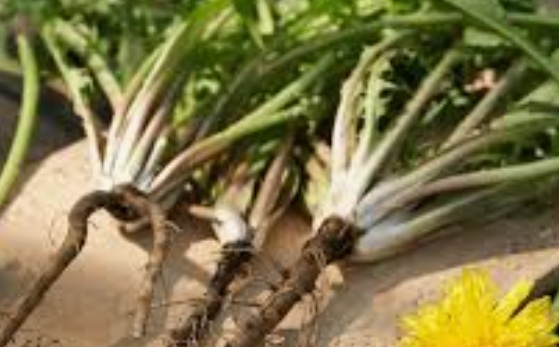 Võilille juur – sügisene vägi, mis puhastab ja turgutab